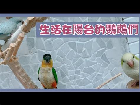 陽台養鳥風水|【陽台有鳥風水】5大驅鳥方法不藏私公開 